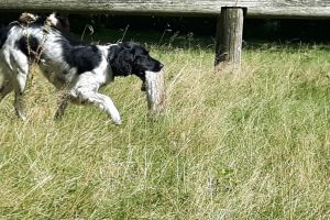 Hunde_22