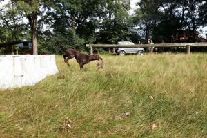 Hunde_23