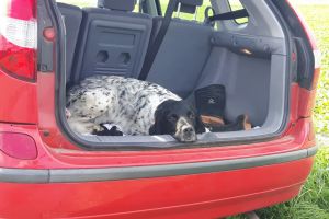 Hunde_24