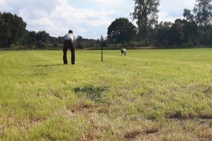 Hunde_27