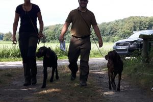 Hunde_30