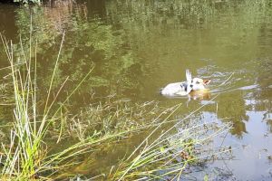 Hunde_34