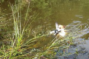 Hunde_35