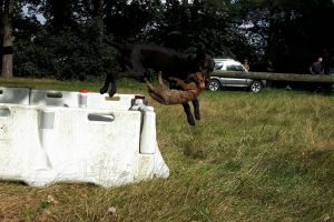 Hunde_36