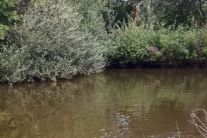 Hunde_37