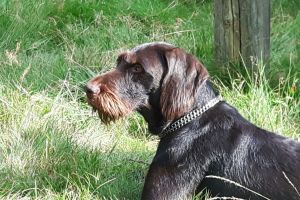 Hunde_39