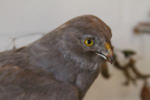 Wild- und Waldschule_10