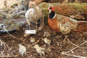 Wild- und Waldschule_4
