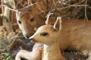 Wild- und Waldschule_6
